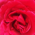 Roșu - Trandafir teahibrid - Pannonhalma